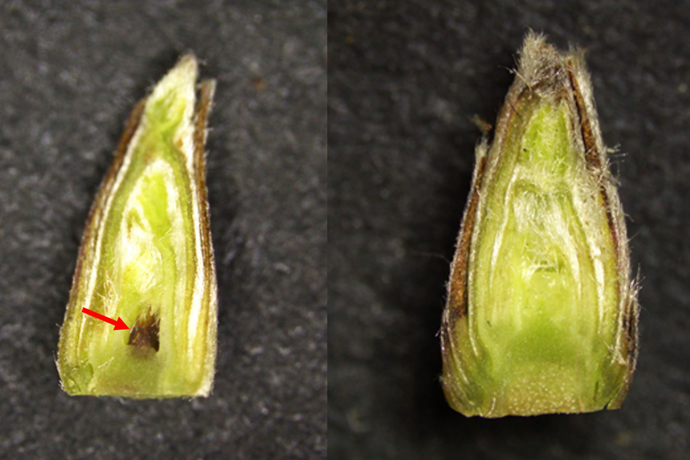 cross-section of 2 buds with red arrow pointing to small dark spot on bud on left